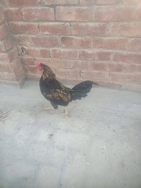 Hens. . . 03026903080 8