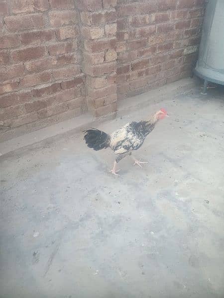 Hens. . . 03026903080 15