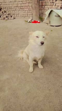 pesta dog age 1 year colour white