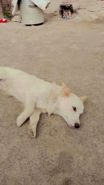 pesta dog age 1 year colour white 1
