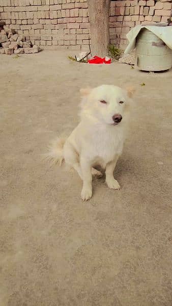 pesta dog age 1 year colour white 2