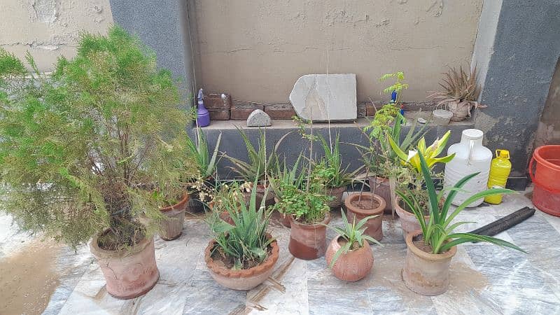 plants and pots 6