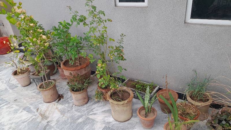 plants and pots 12