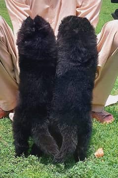 Black Shepherd Pups /Pups for Sale/ Long Coat