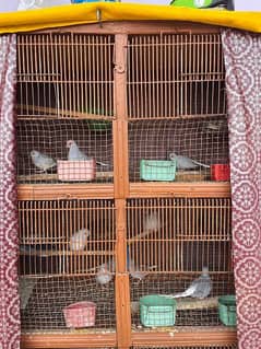 birds for sale