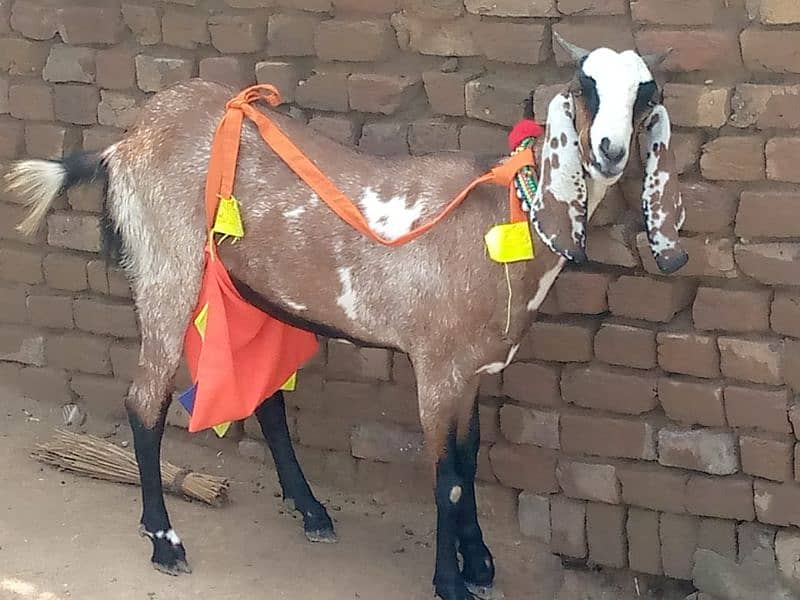 goat for sale no 03425286069 1