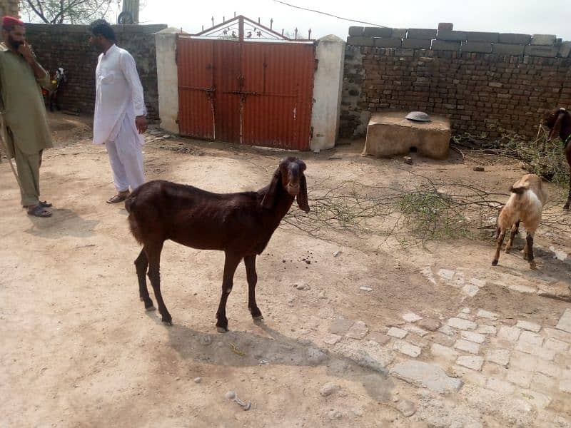 goat for sale no 03425286069 2
