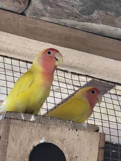 green and yellow fisher love birds breeding pair