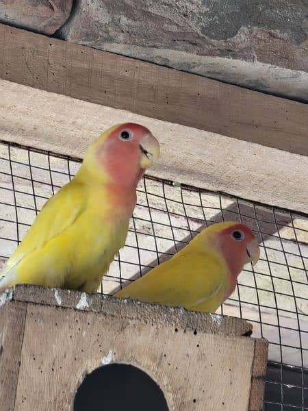 green and yellow fisher love birds breeding pair 0