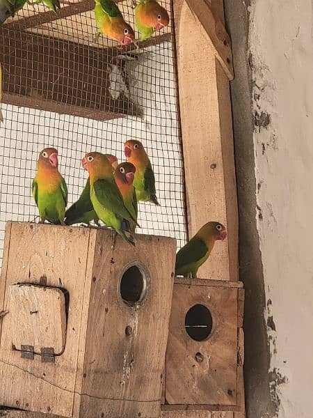 green and yellow fisher love birds breeding pair 1