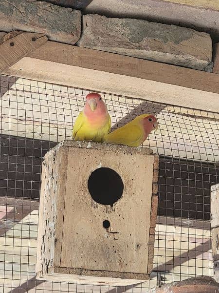green and yellow fisher love birds breeding pair 2