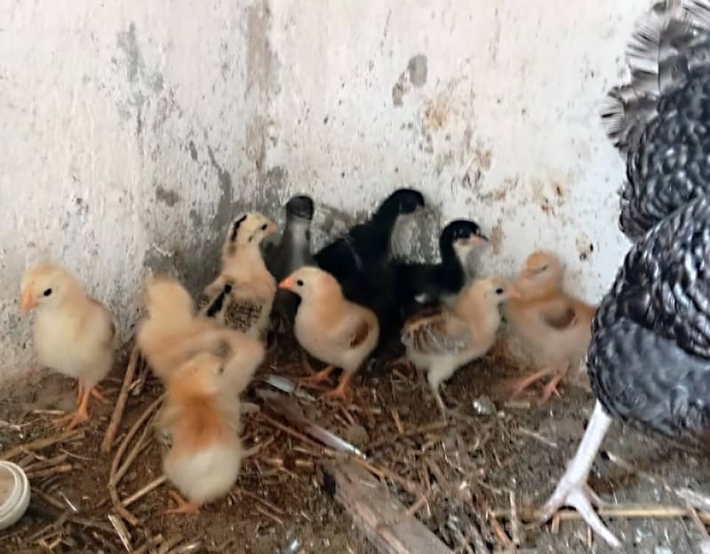 Australorp and misri Chick above  25 days old 0