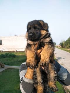 German shepherd pink pedigree puppy for sale