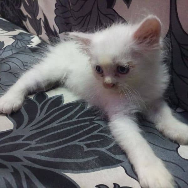 4 Persian kittens 8000 each play full kittens 3