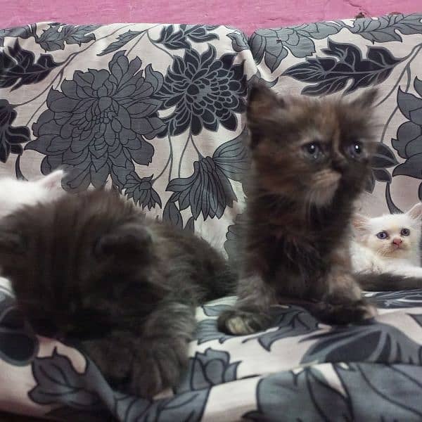 4 Persian kittens 8000 each play full kittens 4