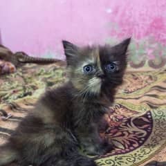 4 Persian kittens 8000 each play full kittens