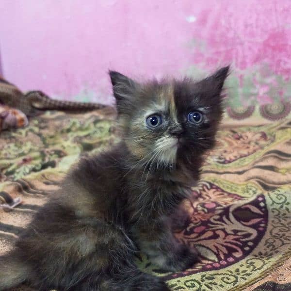 4 Persian kittens 8000 each play full kittens 0