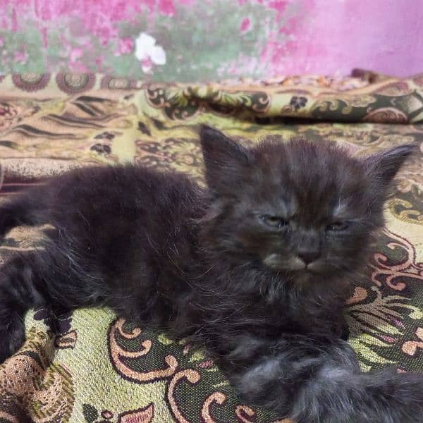 4 Persian kittens 8000 each play full kittens 10