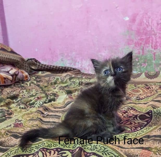 4 Persian kittens 8000 each play full kittens 11