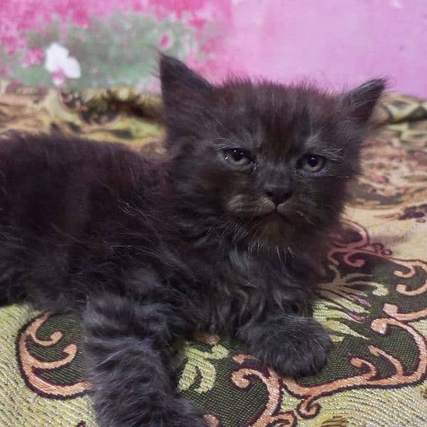 4 Persian kittens 8000 each play full kittens 14