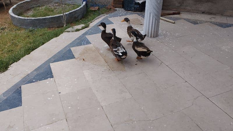4 ducks and 3 murgeyan or ek murga. 1