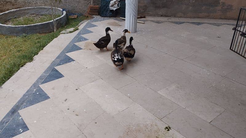 4 ducks and 3 murgeyan or ek murga. 2
