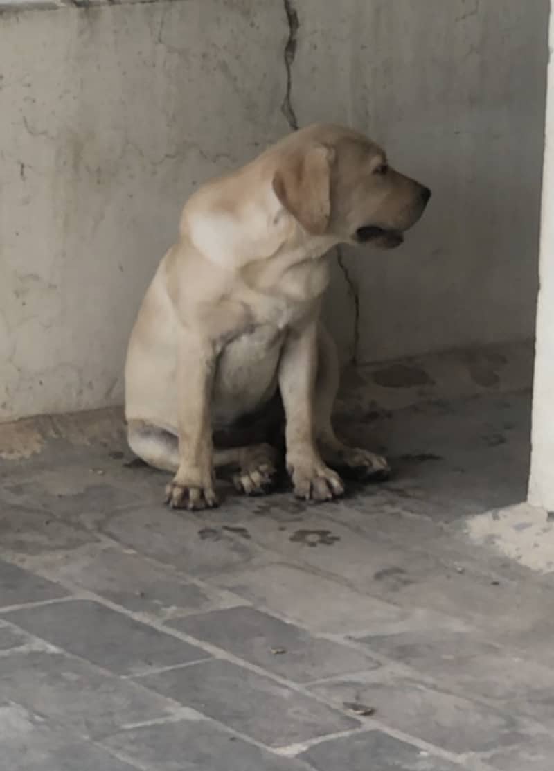 show/British labrador female pup 1