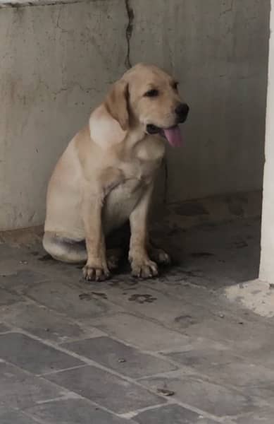 show/British labrador female pup 0