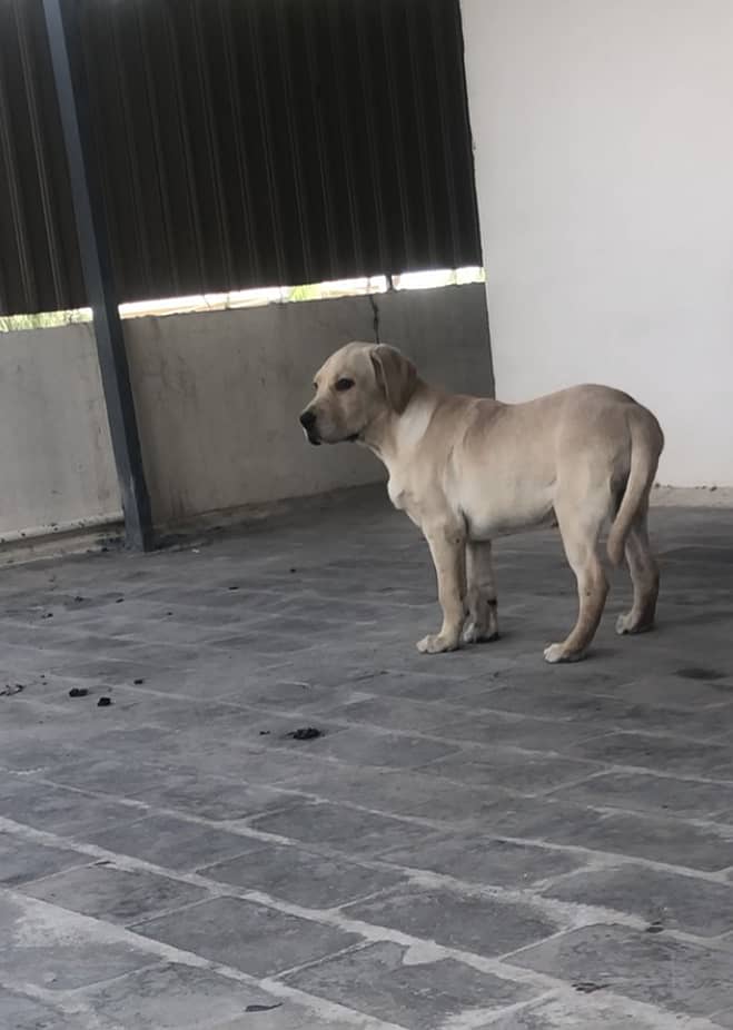 show/British labrador female pup 7