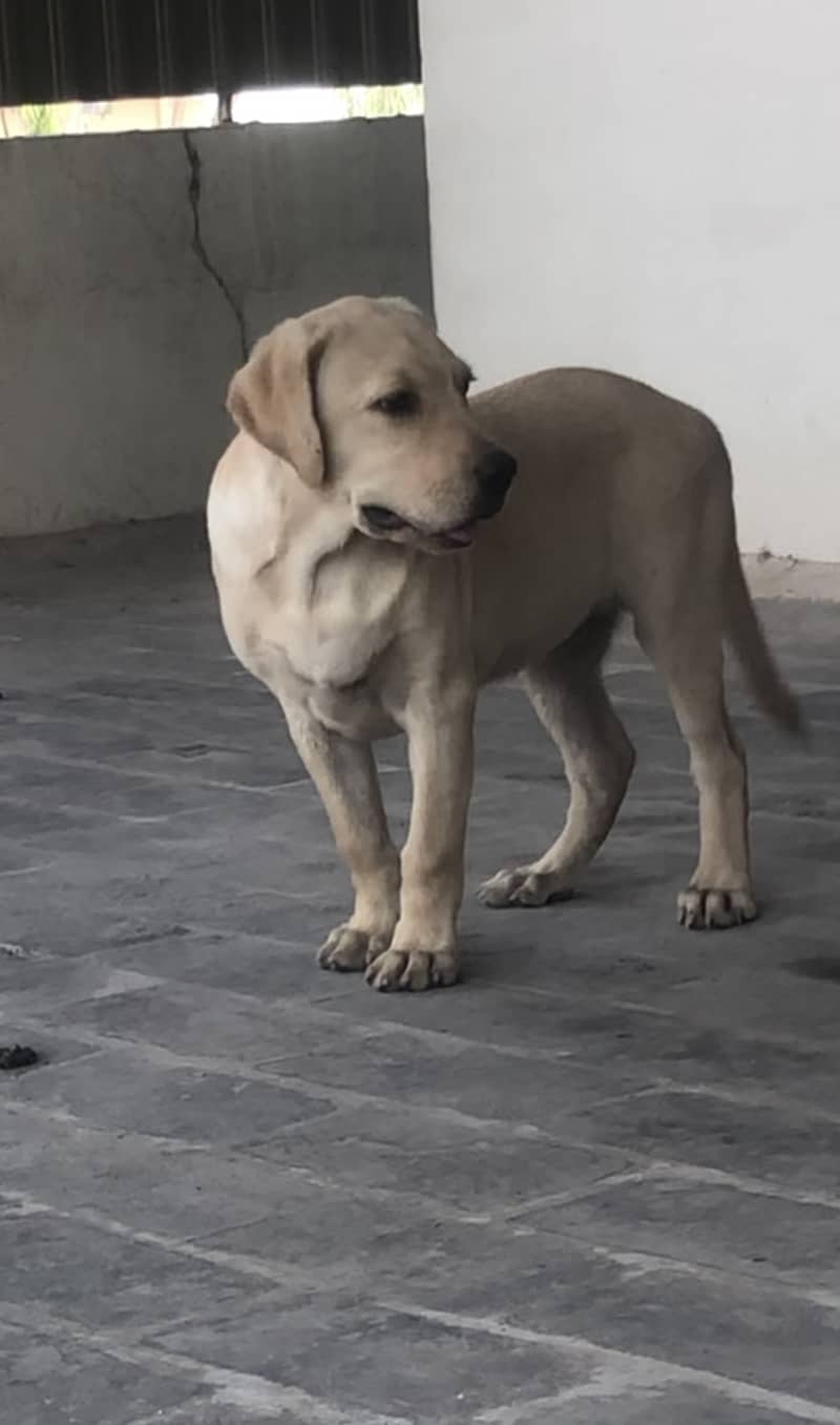 show/British labrador female pup 5