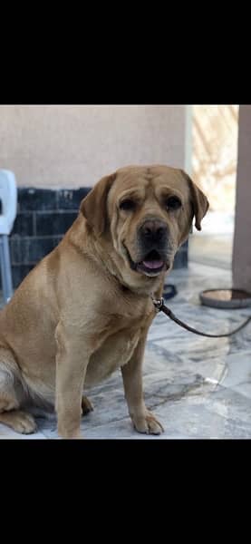 show/British labrador female pup 9