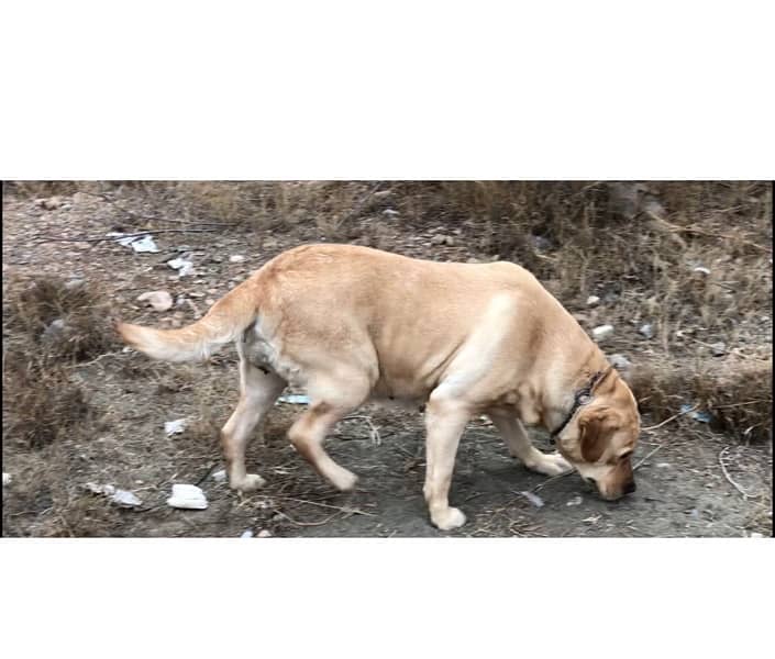 show/British labrador female pup 10