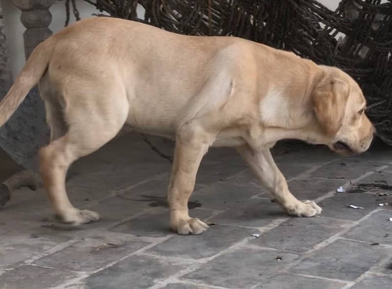 show/British labrador female pup 3