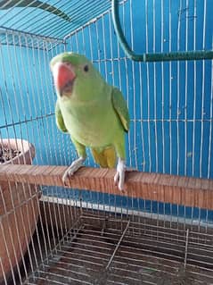 I am urgently selling my Green Ringneck (Mithu) 0