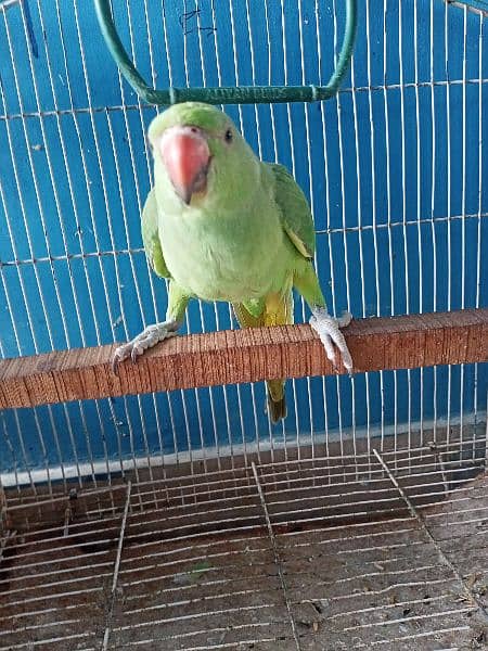 I am urgently selling my Green Ringneck (Mithu) 4