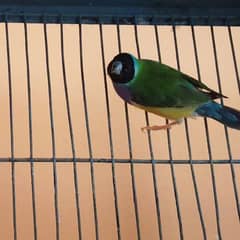 Ladygouldian Finch Female