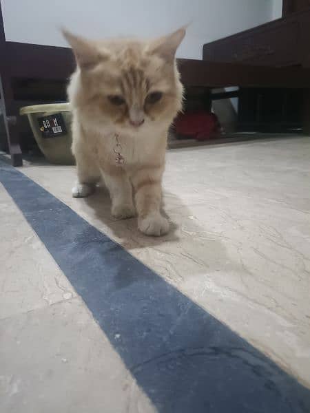 6Month baby cat female 6