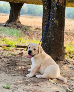 Labrador puppy