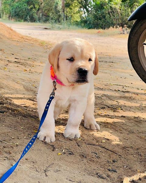 Labrador puppy 1