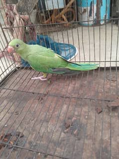 ringneck parrot baby 0