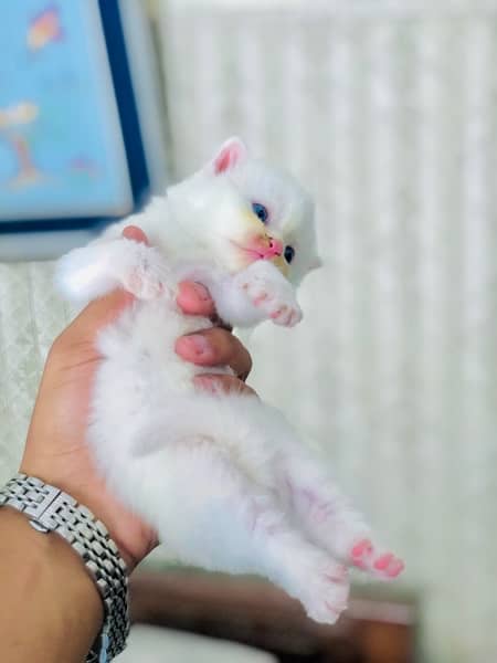 persian tripple coat punch face kittens blue eyes 1