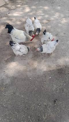 sussex pair chiks and eggs available  for sale 0