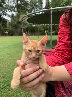 2 month old mixed breed kitten