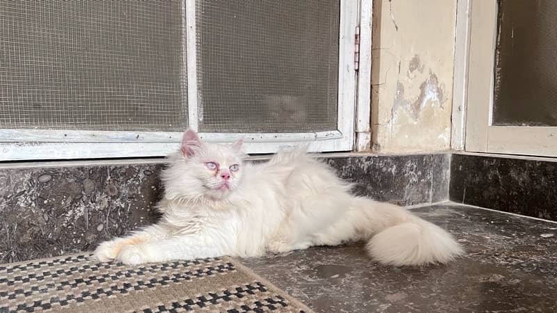 pure Persian cat family 1
