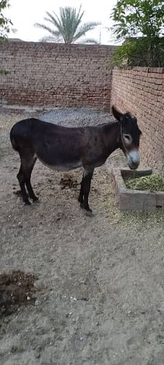 donkeys for sale
