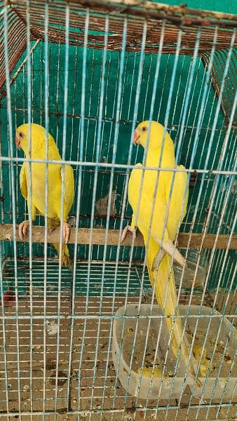 1 pair yellow ringnick 1 pair kashmiri raw full size 0