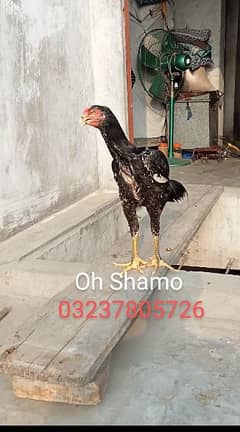 oh Shamo for sale ha