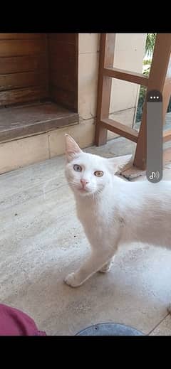 Persian White Cat for Sale - Very Loving 0