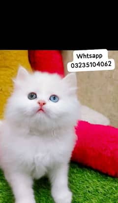 odd eyes white triple long coated Persian kitten  punch face cat babes 0