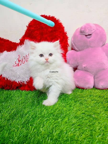 odd eyes white triple long coated Persian kitten  punch face cat babes 3